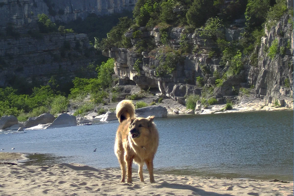 Chien qui nage dans la rivière