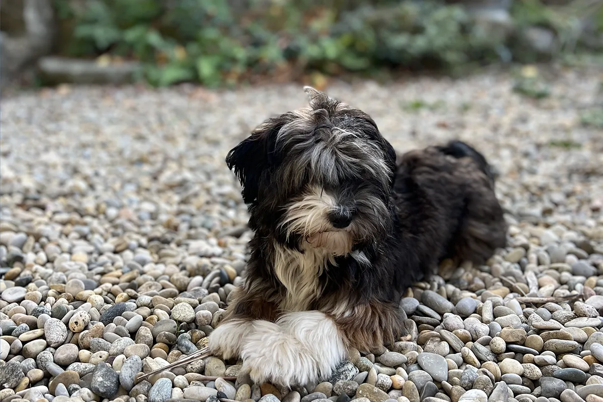 Chien sur la terrasse